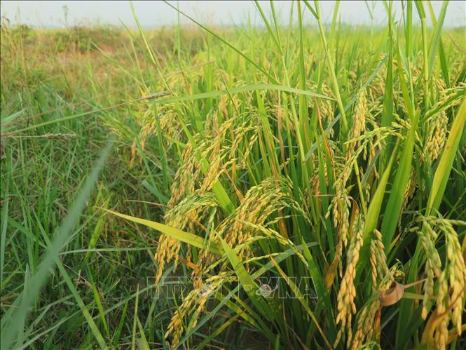 Cánh đồng lúa tại xã Đoàn Kết đã bước vào thời kỳ chín sáp, không cần quá nhiều nước.