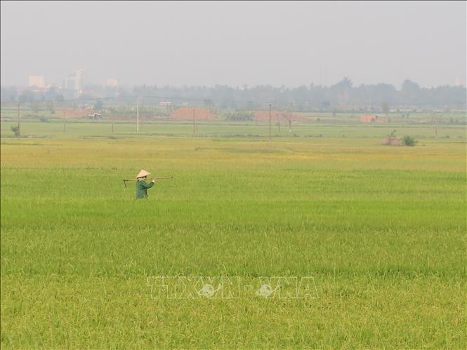 Cánh đồng lúa tại xã Đoàn Kết đã bước vào thời kỳ chín sáp, không cần quá nhiều nước.