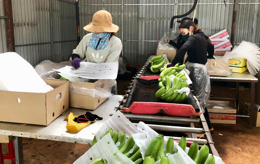 Công nhân Công ty cổ phần Nông nghiệp công nghệ cao Hưng Sơn (huyện Đak Đoa) sơ chế và đóng gói chuối. Ảnh: Lê Nam