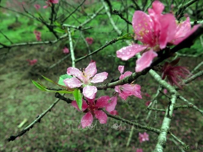 Vẻ đẹp của đào cổ thụ ở Đèo Gió (Ngân Sơn, Bắc Kạn). Ảnh: Bùi Đức Hiếu/TTXVN