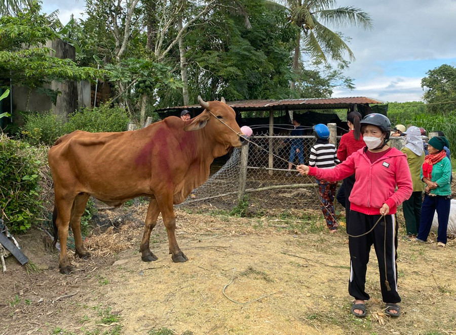 Hộ nghèo xã Cửu An được hỗ trợ bò sinh sản từ Tiểu dự án 1- Dự án 3. Ảnh: Nguyễn Diệp Hộ nghèo xã Cửu An được hỗ trợ bò sinh sản từ Tiểu dự án 1- Dự án 3. Ảnh: Nguyễn Diệp