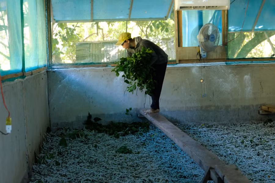 Theo anh Trung, từ khi lắp máy lạnh, bước chân vào nhà tằm, người nuôi cũng cảm nhận được bầu không khí dễ chịu hơn, thoáng mát, không mùi hôi