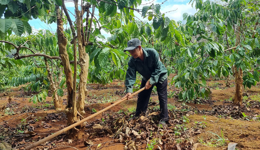 Ông Rơ Mah M'Rao đang chăm sóc vườn cà phê của gia đình. Ảnh: Hà Phương Ông Rơ Mah M'Rao đang chăm sóc vườn cà phê của gia đình. Ảnh: Hà Phương