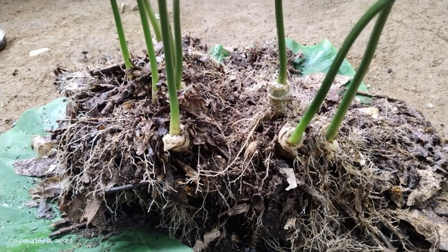 Phần củ của cây sâm 9 nhánh mà anh Thắng vừa bán.