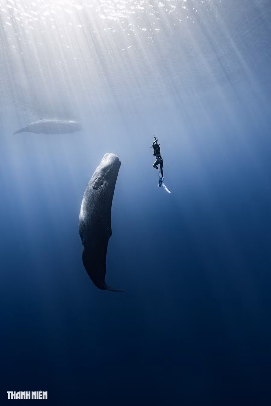 Hiện chưa có những lý giải chắc chắn tại sao cá nhà táng lại ngủ thẳng đứng. Có giả thuyết cho rằng, chúng ngủ thẳng đứng theo chiều dọc để kiểm soát hơi thở dễ dàng hơn khi cần thức dậy, hoặc để luôn trong tư thế an toàn và cảnh giác với những kẻ săn mồi tiềm năng ở đại dương như cá voi sát thủ. Ảnh: Nguyễn Ngọc Thiện