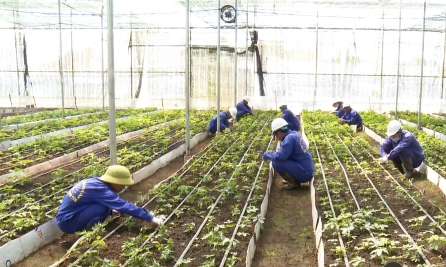 Vườn nuôi cấy mô của Công ty cổ phần rượu sâm Ngọc Linh Kon Tum. Ảnh: Huyện Tu Mơ Rông cung cấp Vườn nuôi cấy mô của Công ty cổ phần rượu sâm Ngọc Linh Kon Tum. Ảnh: Huyện Tu Mơ Rông cung cấp