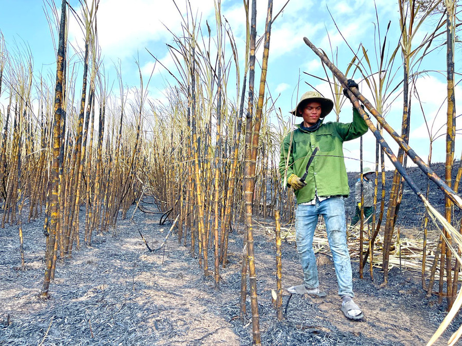 Người dân thu hoạch diện tích mía bị cháy. Ảnh: M.P Người dân thu hoạch diện tích mía bị cháy. Ảnh: M.P