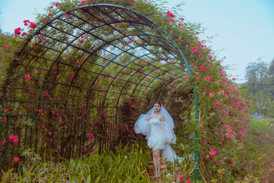 Đặc biệt, dịp lễ 30.4 năm nay không chỉ là mùa nở rộ của đỗ quyên, mà còn là thời điểm của hàng triệu đóa hoa hồng đồng loạt bung nở trong Lễ hội Hoa hồng 2024. Ảnh: N.A