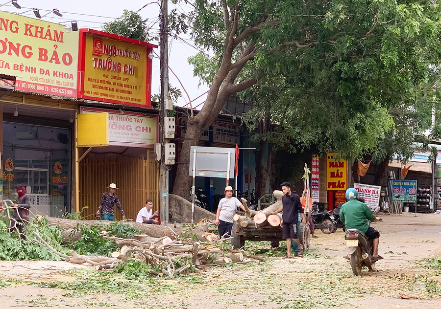 Trước mùa mưa bão, huyện Chư Prông vận động người dân cắt tỉa cây xanh trước nhà để đảm bảo an toàn. Ảnh: N.H