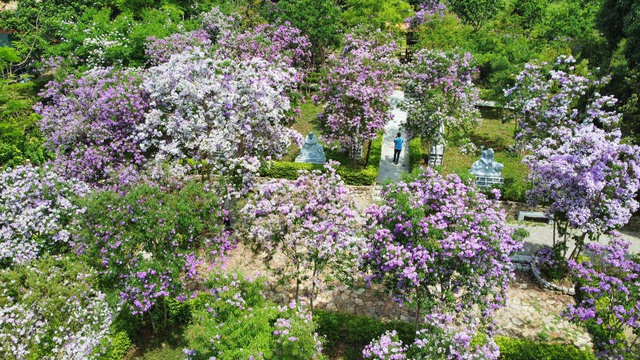 Khung cảnh bình yên trong vườn chùa. Ảnh: PHẠM BÁ DUY