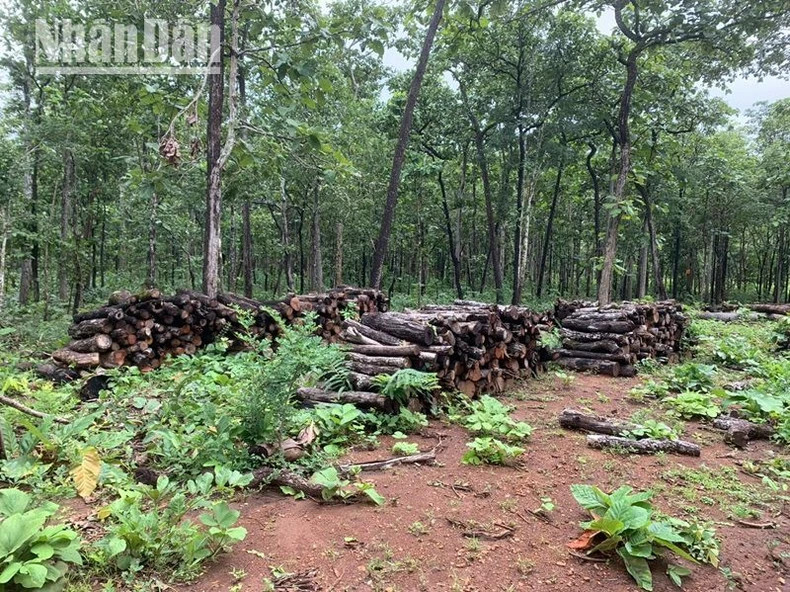 Trong vụ phá rừng năm 2021 thuộc lâm phận do Trung tâm Bảo tồn voi, cứu hộ động vật và Quản lý bảo vệ rừng quản lý, khi phát hiện vẫn còn hàng chục m3 gỗ tại hiện trường.