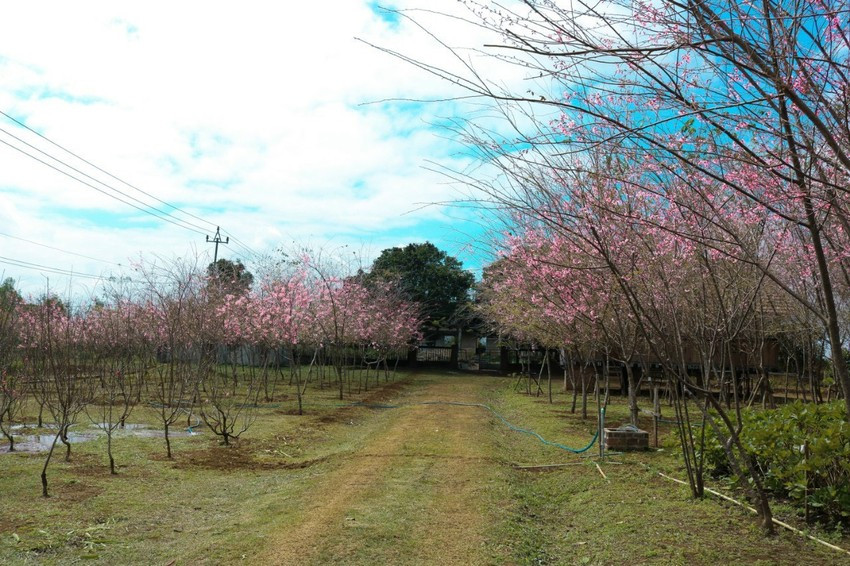 Sắc hoa thắm của mai anh đào Đà Lạt ở vườn ươm Công ty TNHH Lâm nghiệp Sông Kôn. Ảnh: HOÀI THANH
