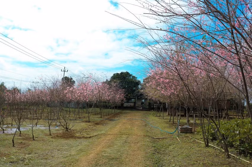 Sắc hoa thắm của mai anh đào Đà Lạt ở vườn ươm Công ty TNHH Lâm nghiệp Sông Kôn. Ảnh: HOÀI THANH Sắc hoa thắm của mai anh đào Đà Lạt ở vườn ươm Công ty TNHH Lâm nghiệp Sông Kôn. Ảnh: HOÀI THANH