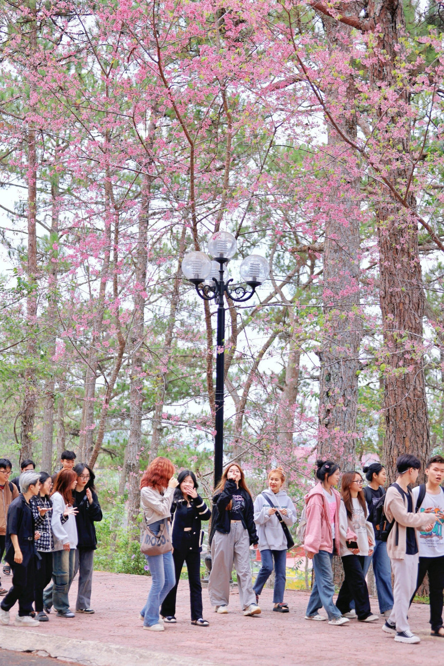 Khoảnh khắc các học sinh, sinh viên Đà Lạt tản bộ dưới những tán hoa hồng rực. Ảnh: BÁ DUY