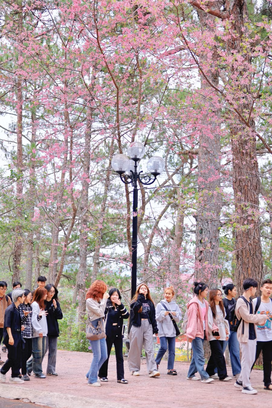 Khoảnh khắc các học sinh, sinh viên Đà Lạt tản bộ dưới những tán hoa hồng rực. Ảnh: BÁ DUY