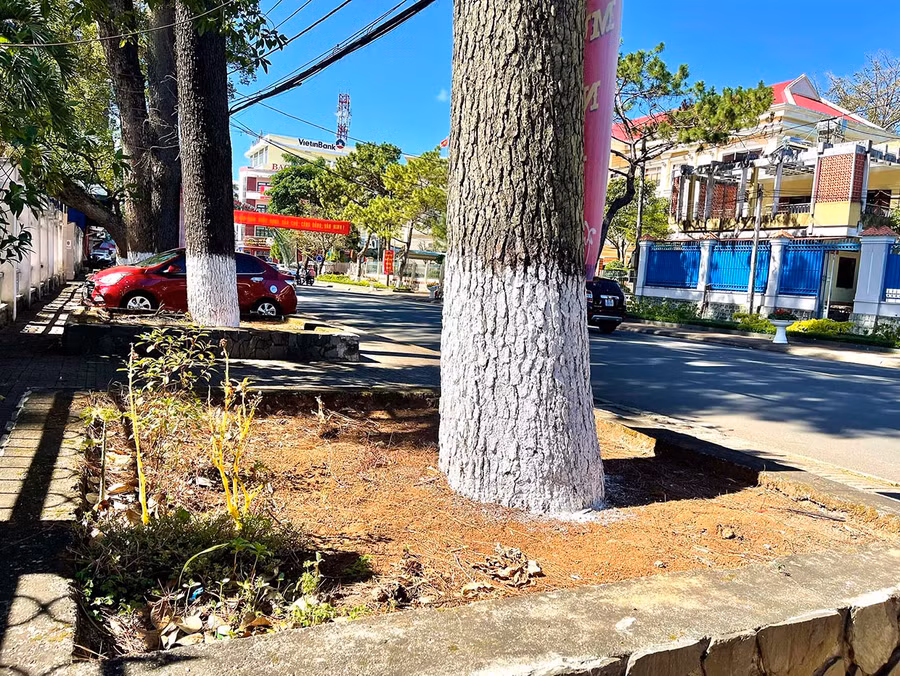 Trước nhiều cơ quan có những bồn cây rất lớn nhưng chưa được tận dụng trồng hoa, cây cảnh tạo không gian xanh cho thành phố. Ảnh: Minh Phương