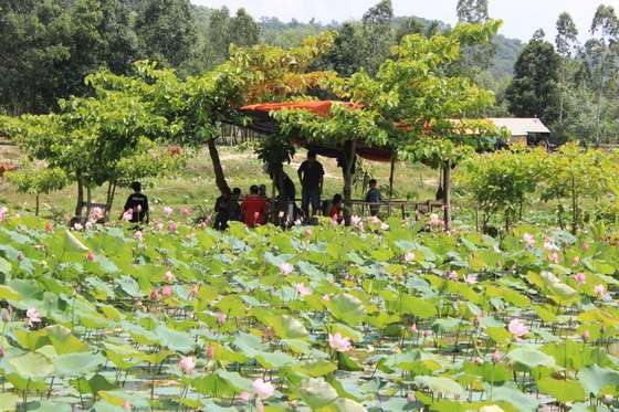 Nhiều mô hình du lịch sinh thái được người dân dựng lên để phục vụ du khách tham quan Nhiều mô hình du lịch sinh thái được người dân dựng lên để phục vụ du khách tham quan