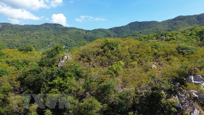 Hệ sinh thái rừng ở Khu Dự trữ Sinh quyển Thế giới Núi Chúa tại tỉnh Ninh Thuận. (Ảnh: Nguyễn Thành/TTXVN) Hệ sinh thái rừng ở Khu Dự trữ Sinh quyển Thế giới Núi Chúa tại tỉnh Ninh Thuận. (Ảnh: Nguyễn Thành/TTXVN)