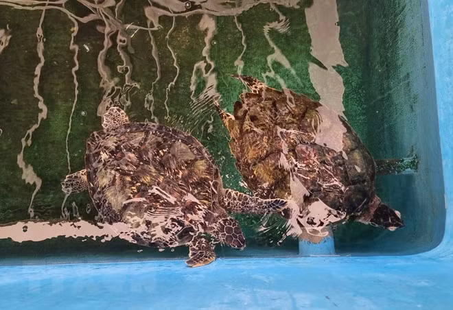 Khu vực cứu hộ, bảo tồn rùa biển thuộc Khu Dự trữ Sinh quyển Thế giới Núi Chúa. (Ảnh: Nguyễn Thành/TTXVN) Khu vực cứu hộ, bảo tồn rùa biển thuộc Khu Dự trữ Sinh quyển Thế giới Núi Chúa. (Ảnh: Nguyễn Thành/TTXVN)