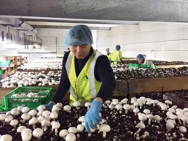 Lao động VN thu hoạch nấm tại Úc.