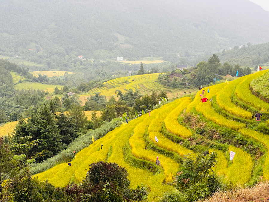 Bình Liêu đang bắt đầu vào mùa lúa chín tuyệt đẹp. Ảnh: LÃ NGHĨA HIẾU