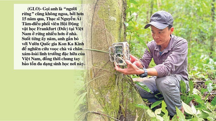 Thông qua việc hỗ trợ đặt “bẫy ảnh”, anh Nguyễn Ái Tâm đã giúp Vườn Quốc gia Kon Ka Kinh ghi nhận 32 loài động vật hoang dã quý hiếm nằm trong Sách đỏ Việt Nam và thế giới. Ảnh: M.P Thông qua việc hỗ trợ đặt “bẫy ảnh”, anh Nguyễn Ái Tâm đã giúp Vườn Quốc gia Kon Ka Kinh ghi nhận 32 loài động vật hoang dã quý hiếm nằm trong Sách đỏ Việt Nam và thế giới. Ảnh: M.P