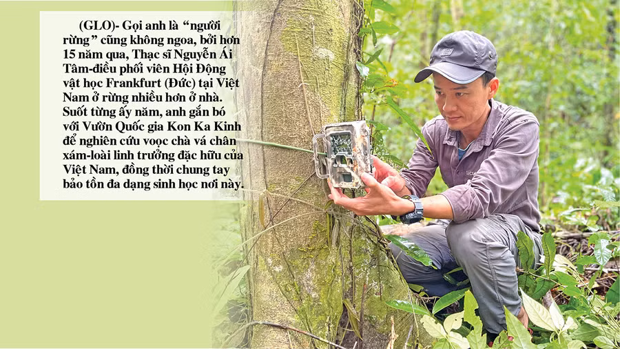 Thông qua việc hỗ trợ đặt “bẫy ảnh”, anh Nguyễn Ái Tâm đã giúp Vườn Quốc gia Kon Ka Kinh ghi nhận 32 loài động vật hoang dã quý hiếm nằm trong Sách đỏ Việt Nam và thế giới. Ảnh: M.P