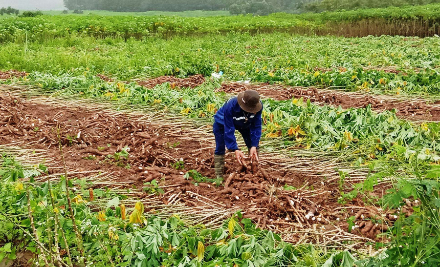 Hộ nghèo được quan tâm hỗ trợ, tạo điều kiện để vươn lên thoát nghèo. Ảnh: H.L