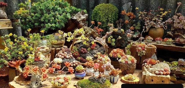 Nhật làm đa dạng các tiểu cảnh sen đá. Ảnh:MINH NHẬT