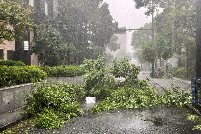 Đường phố Thượng Hải đầy cây gãy đổ - Ảnh: REUTERS