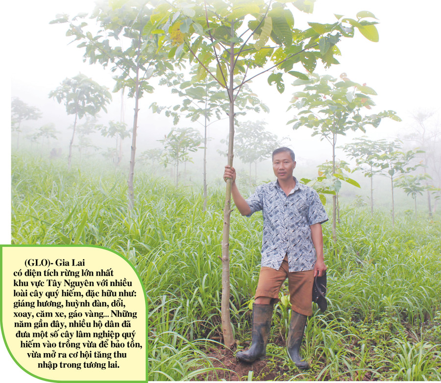 Ông Võ Anh Sơn (làng Nẻh, xã Ia Din, huyện Đức Cơ) bên vườn gáo vàng của gia đình. Ảnh: N.D