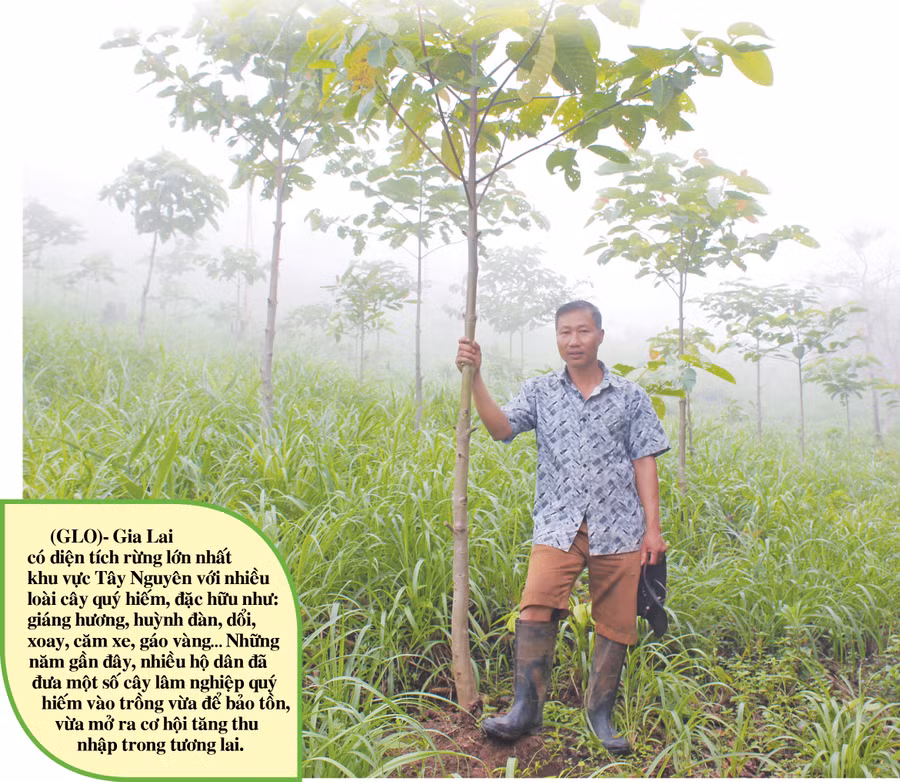 Ông Võ Anh Sơn (làng Nẻh, xã Ia Din, huyện Đức Cơ) bên vườn gáo vàng của gia đình. Ảnh: N.D