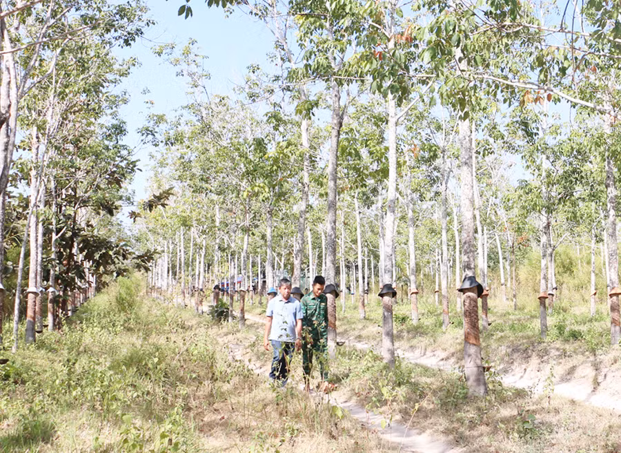 Một số diện tích cao su phát triển bình thường nhưng năng suất mủ đạt thấp. Ảnh: Quang Tấn