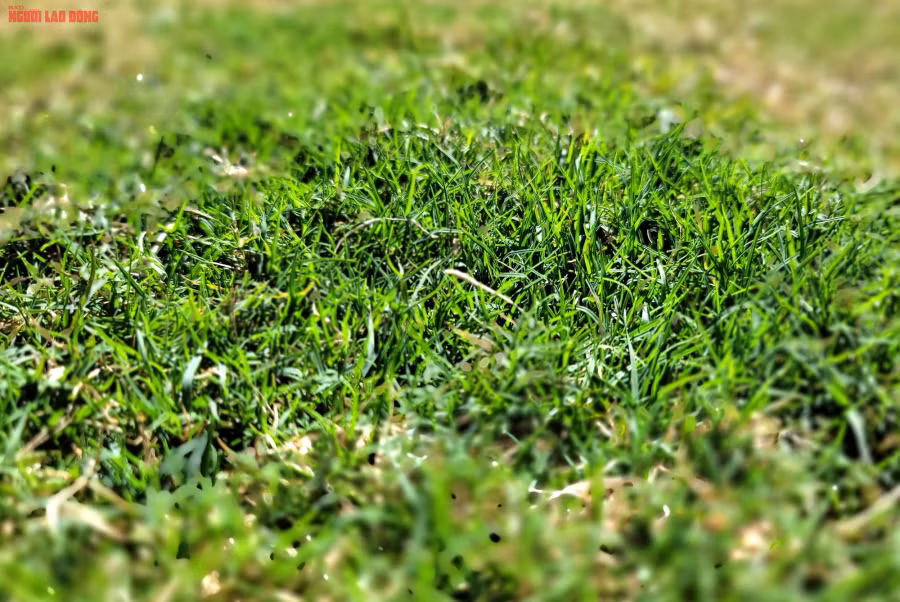 Cỏ Bermuda trên mặt sân chính. Thời gian qua, sân chính đã được đưa vào thi đấu một số giải bóng đá của tỉnh Lâm Đồng.