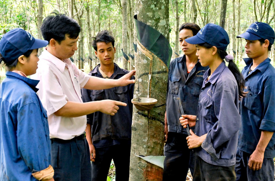 Hướng dẫn công nhân cạo mủ cao su. Ảnh: Đức Thụy Hướng dẫn công nhân cạo mủ cao su. Ảnh: Đức Thụy