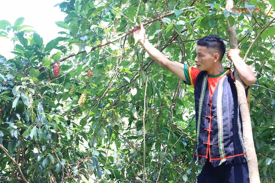 Đối với những cây mọc cao, người dân phải trèo lên cây để thu hái quả