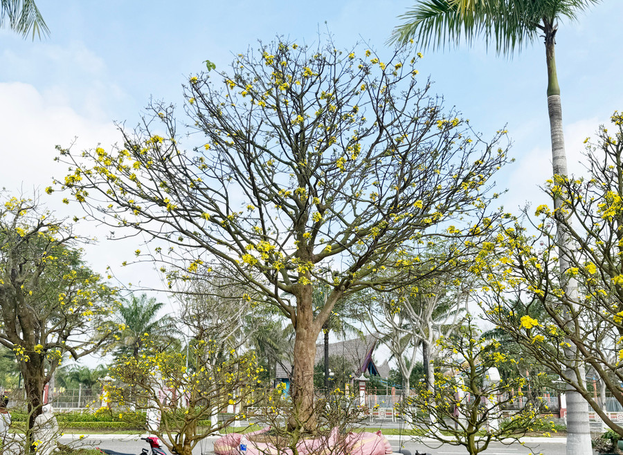 Cây mai từ tỉnh Quảng Nam được rao bán giá 2 tỉ đồng Cây mai từ tỉnh Quảng Nam được rao bán giá 2 tỉ đồng