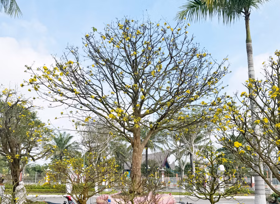 Cây mai từ tỉnh Quảng Nam được rao bán giá 2 tỉ đồng Cây mai từ tỉnh Quảng Nam được rao bán giá 2 tỉ đồng