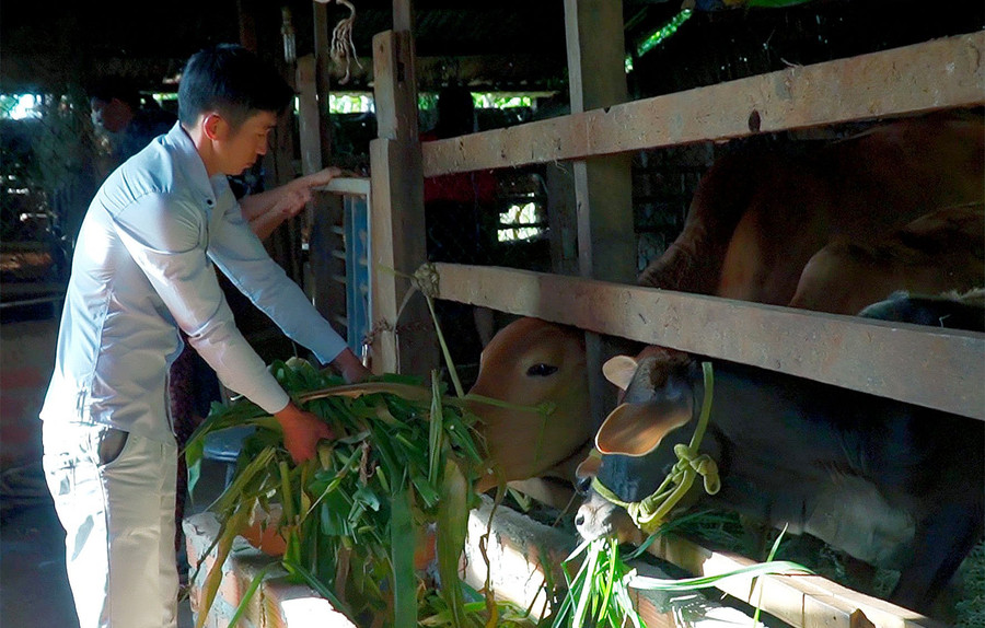 Anh Nguyễn Khánh (thôn Đồng Bằng, xã Biển Hồ, TP. Pleiku) chăm sóc đàn bò của gia đình. Ảnh: Phạm Ngọc