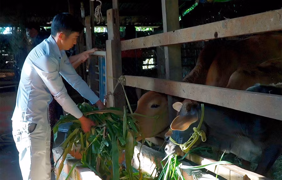 Anh Nguyễn Khánh (thôn Đồng Bằng, xã Biển Hồ, TP. Pleiku) chăm sóc đàn bò của gia đình. Ảnh: Phạm Ngọc