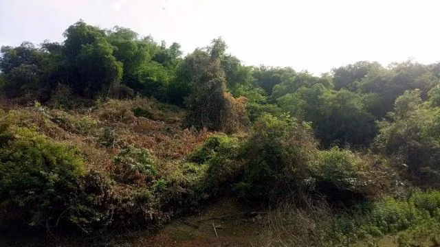 Khu đất rừng phòng hộ tại Tiểu khu 176a bị giao đất, cấp giấy chứng nhận quyền sử dụng đất sai quy định Khu đất rừng phòng hộ tại Tiểu khu 176a bị giao đất, cấp giấy chứng nhận quyền sử dụng đất sai quy định