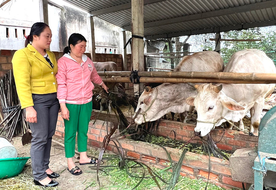 Bà Nguyễn Thị Tuyết Nhung (thứ 2 từ phải sang, thôn An Xuân 3) được hỗ trợ bò sinh sản để vươn lên thoát nghèo. Ảnh: Đinh Yến Bà Nguyễn Thị Tuyết Nhung (thứ 2 từ phải sang, thôn An Xuân 3) được hỗ trợ bò sinh sản để vươn lên thoát nghèo. Ảnh: Đinh Yến