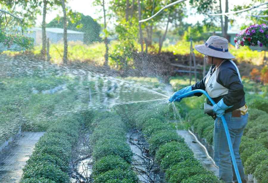 Tưới nước cho những chậu cúc mâm xôi Tưới nước cho những chậu cúc mâm xôi