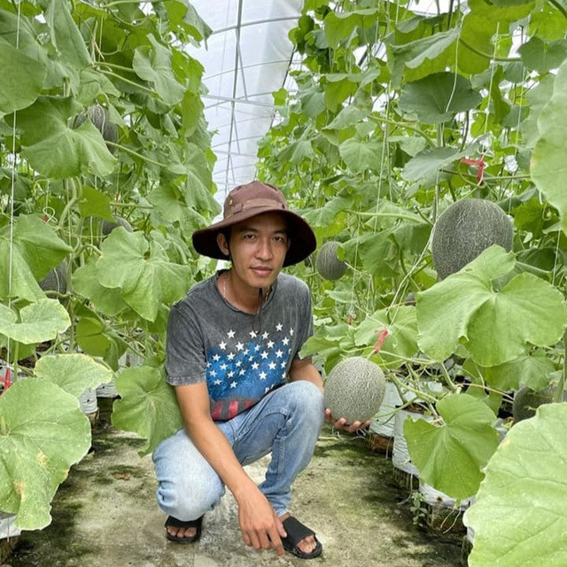 Anh Duy trồng dưa lưới với tổng diện tích hơn 3.300 m2. Ảnh: DUY TÂN
