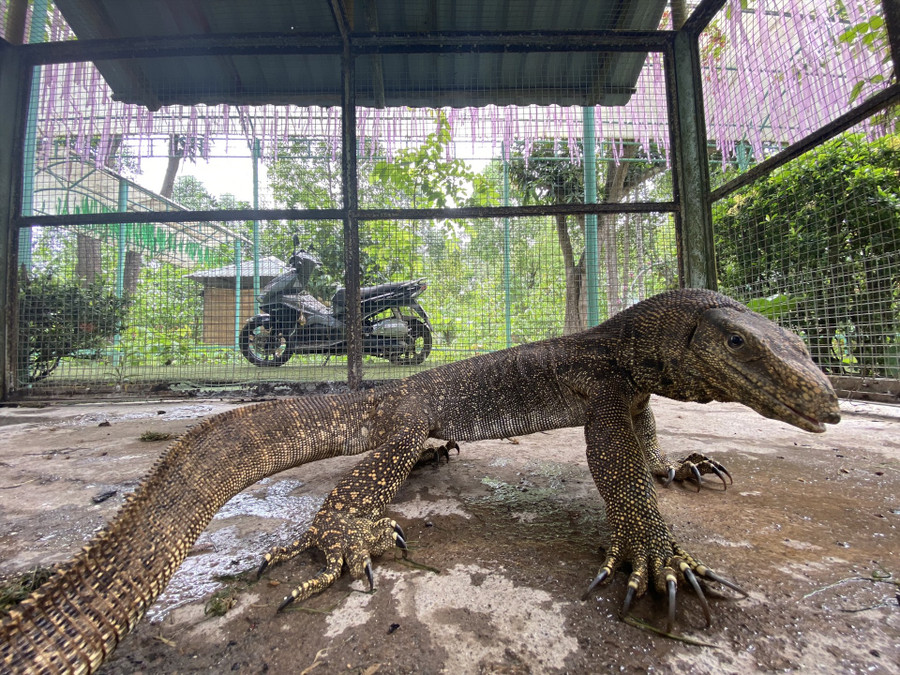 Con kì đà vân cực hiếm lạc vào khu du lịch sinh thái ở Khánh Hòa. Ảnh: Trần Ngọc