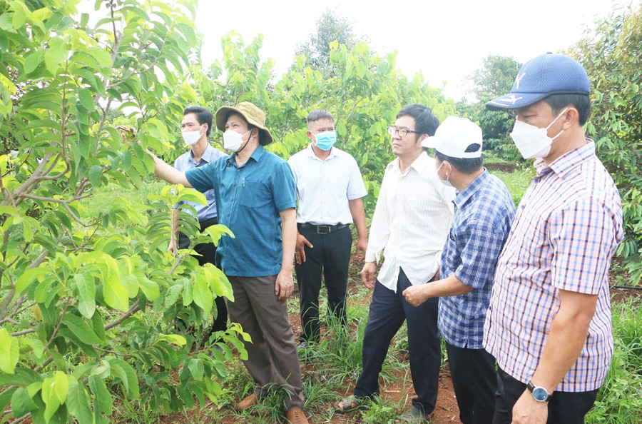 Hệ thống chính trị Gia Lai cần vào cuộc quyết liệt hơn trong triển khai các cơ chế, chính sách thu hút đầu tư phát triển ngành rau, hoa và cây ăn quả. Ảnh: Quang Tấn