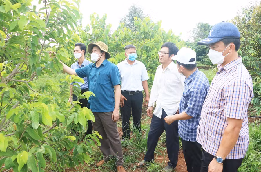 Hệ thống chính trị Gia Lai cần vào cuộc quyết liệt hơn trong triển khai các cơ chế, chính sách thu hút đầu tư phát triển ngành rau, hoa và cây ăn quả. Ảnh: Quang Tấn