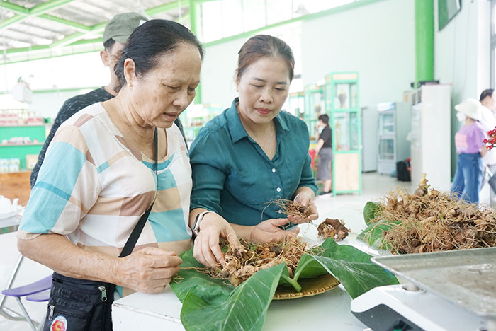 Ở những phiên chợ sâm Ngọc Linh, người dân, doanh nghiệp ai nấy đều rạng rỡ, du khách cũng thích thú. Ở những phiên chợ sâm Ngọc Linh, người dân, doanh nghiệp ai nấy đều rạng rỡ, du khách cũng thích thú.