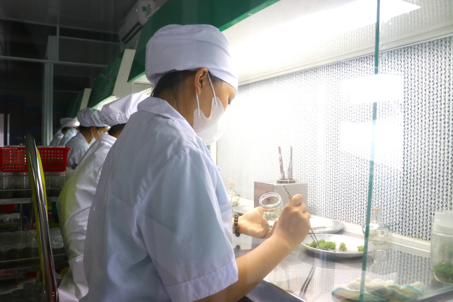 Mỗi năm, Công ty TNHH 1 thành viên Thái Xuân Biên (thôn An Thượng 3, xã Song An, thị xã An Khê) sản xuất 8 triệu cây lâm nghiệp cấy mô. Ảnh: An Phát Mỗi năm, Công ty TNHH 1 thành viên Thái Xuân Biên (thôn An Thượng 3, xã Song An, thị xã An Khê) sản xuất 8 triệu cây lâm nghiệp cấy mô. Ảnh: An Phát