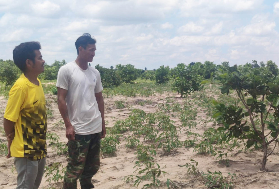 Nhờ kịp thời nắm bắt thông tin về mô hình trồng cây mì, cây điều, người dân làng Plei Trớ đã đăng ký tham gia, giúp tăng thu nhập của gia đình. Ảnh: Thiên Di